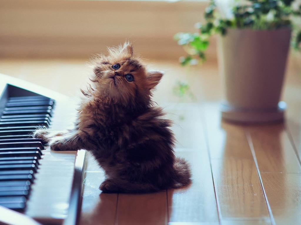 艾灸,艾灸养生 艾灸,艾灸养生